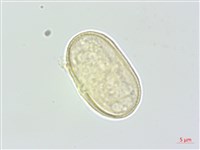 濱當歸藏品圖，第2張