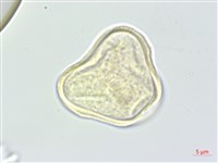 濱當歸藏品圖，第3張