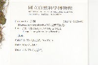 裂葉艾納香藏品圖，第2張