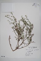 伏毛天芹菜藏品圖，第1張