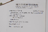 伏毛天芹菜藏品圖，第2張