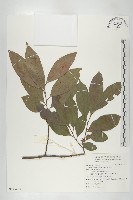 山紅柿藏品圖，第3張