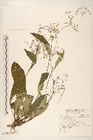 刀傷草藏品圖，第1張