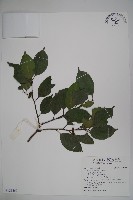 糊樗藏品圖，第1張