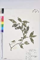 密花五月茶藏品圖，第1張