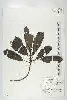 奧氏虎皮楠藏品圖，第1張