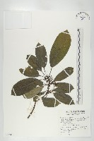 奧氏虎皮楠藏品圖，第1張