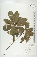 杜英、山杜英、蘭嶼杜英藏品圖，第1張