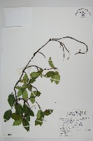 細梗絡石藏品圖，第1張