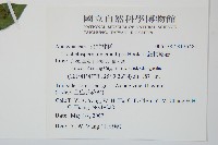 細梗絡石藏品圖，第2張