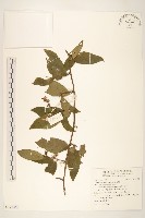 過山龍藏品圖，第1張