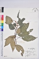 粗糠柴藏品圖，第1張