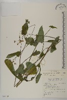 粉黃纓絨花藏品圖，第1張