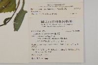 粉黃纓絨花藏品圖，第2張