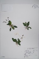 哈哼花藏品圖，第1張