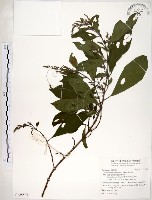 水金京藏品圖，第1張