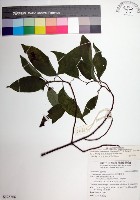 寶島玉葉金花藏品圖，第1張