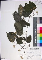 麥氏鐵線蓮藏品圖，第1張