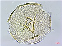 密花黃菫藏品圖，第2張