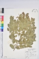 密花白飯樹藏品圖，第1張