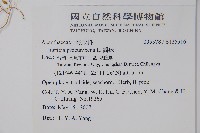 爵床藏品圖，第2張