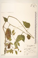 雙花蟛蜞菊藏品圖，第1張