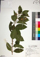 苦林盤藏品圖，第1張