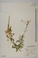 基隆蠅子草藏品圖，第1張