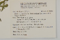 基隆蠅子草藏品圖，第2張