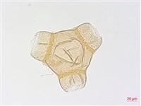 裂葉月見草藏品圖，第1張