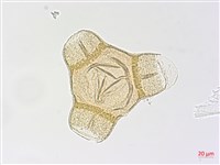 裂葉月見草藏品圖，第3張