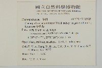 變葉藜藏品圖，第2張