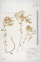 台灣佛甲草、石板菜藏品圖，第1張