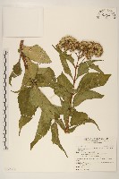 基隆澤蘭藏品圖，第1張