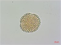 日本女貞藏品圖，第2張