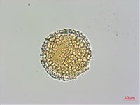 日本女貞藏品圖，第3張