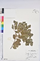 密花白飯樹藏品圖，第1張