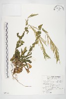 基隆筷子芥藏品圖，第1張