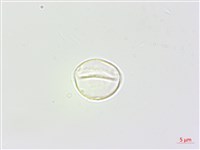 青苧麻藏品圖，第1張