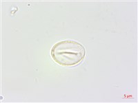 青苧麻藏品圖，第2張