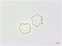 青苧麻藏品圖，第3張