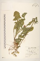 苦滇菜、苦菜藏品圖，第1張