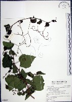 漢氏山葡萄藏品圖，第1張