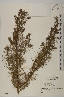 茵蔯蒿藏品圖，第1張