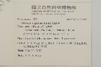 茵蔯蒿藏品圖，第2張