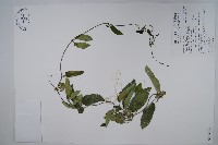 臺灣牛皮消、臺灣白薇藏品圖，第1張