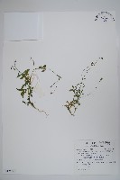 細葉蘭花參藏品圖，第1張