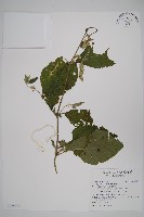 牛膝藏品圖，第1張