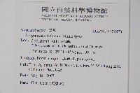 牛膝藏品圖，第2張