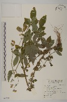 大花咸豐草藏品圖，第1張